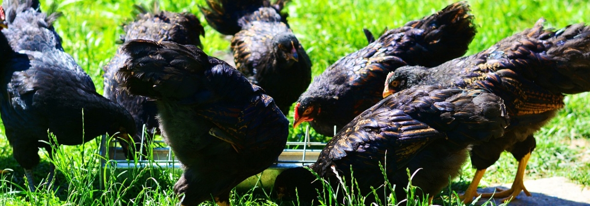 Chicken 3470580 1280