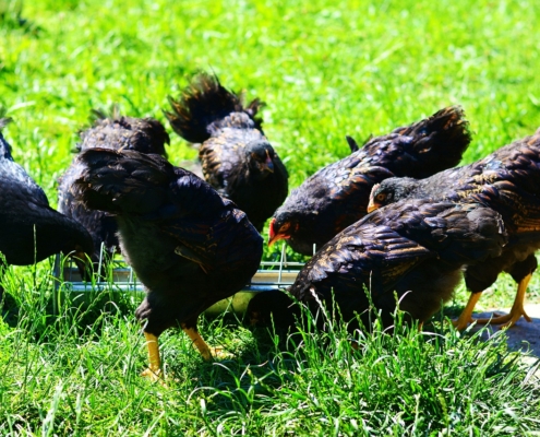 Chicken 3470580 1280